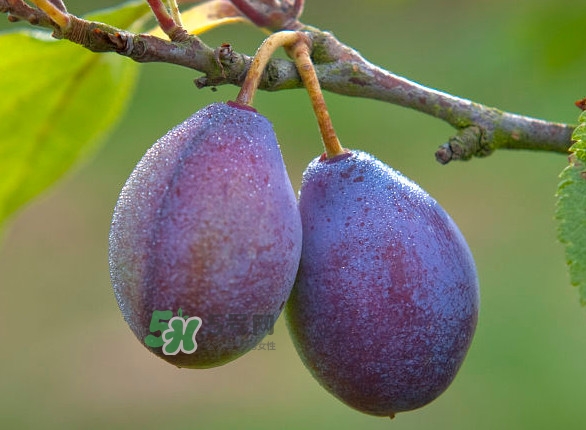 孕婦能吃新鮮西梅嗎？西梅和李子的區(qū)別