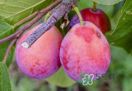 西梅是李子嗎？西梅是什么季節(jié)的水果