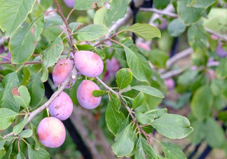 新鮮西梅怎么保存？西梅的保存方法