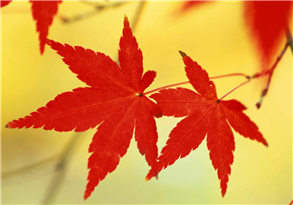 立秋后喝什么茶好？立秋后喝什么茶養(yǎng)生？