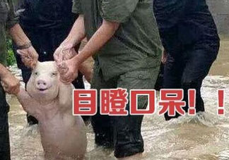 網(wǎng)紅小豬表情包為什么火了？網(wǎng)紅小豬表情包怎么火的？