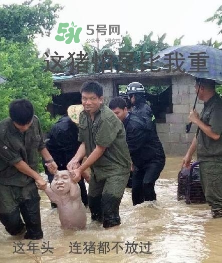 網(wǎng)紅小豬表情包為什么火了？網(wǎng)紅小豬表情包怎么火的？