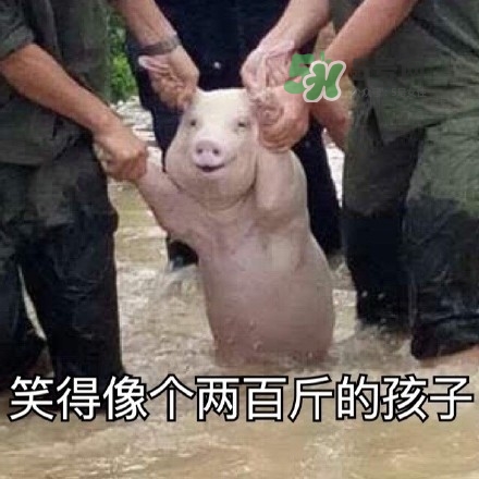 網(wǎng)紅小豬表情包為什么火了？網(wǎng)紅小豬表情包怎么火的？
