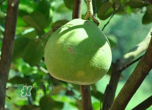 什么病人不能吃柚子？柚子的食用禁忌