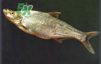 刁子魚是秋刀魚嗎？刁子魚是海魚嗎？