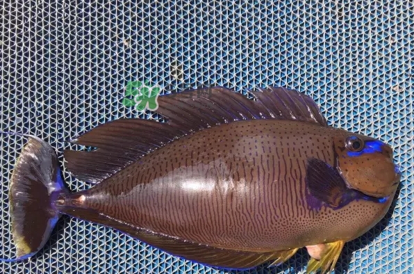 剝皮魚是什么魚？剝皮魚是深海魚嗎