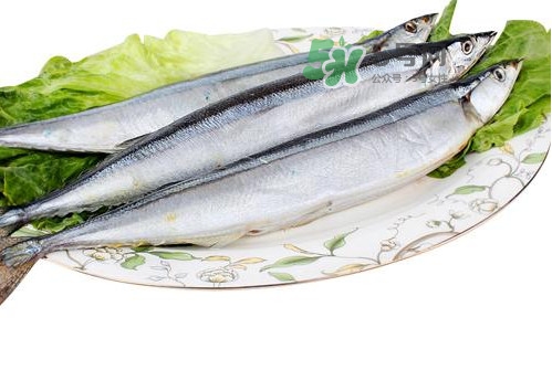 秋刀魚是海魚嗎？秋刀魚是淡水魚還是海魚