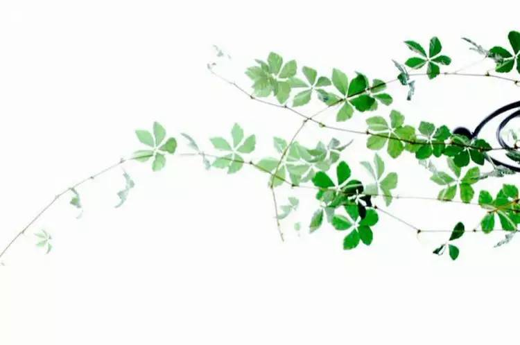 這世上，只有一種男人不會出軌