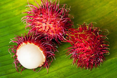 紅毛丹是哪里的特產(chǎn)？紅毛丹是什么季節(jié)的水果