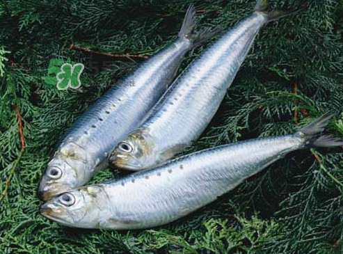 沙丁魚和秋刀魚有什么不一樣？秋刀魚和沙丁魚的區(qū)別