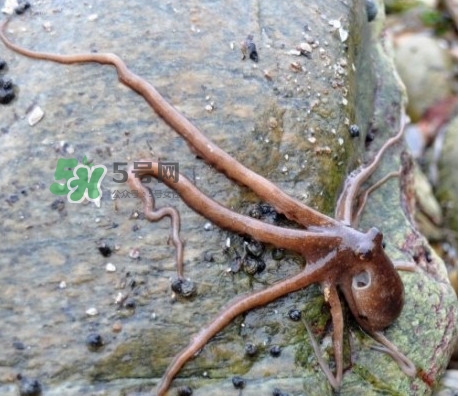 章魚有牙齒嗎？章魚天敵是什么