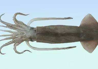筆管魚是魷魚嗎？筆管魚和魷魚的區(qū)別
