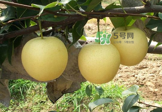 雪花梨是雪梨嗎？雪花梨和雪梨的區(qū)別