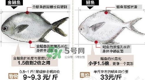 金鯧魚是海魚嗎？金鯧魚的刺多嗎？
