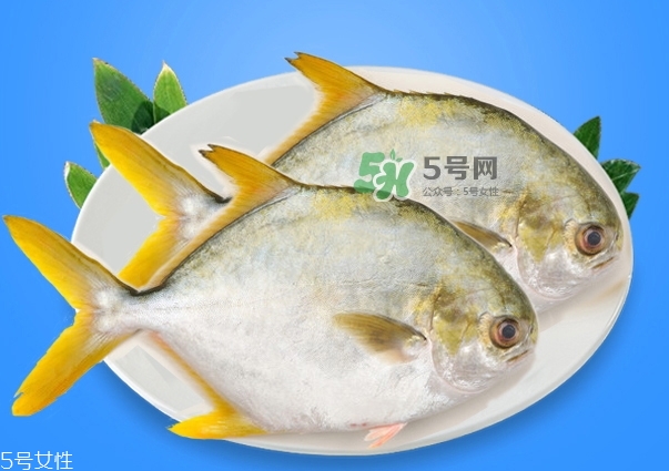 金鯧魚是海魚嗎？金鯧魚的刺多嗎？