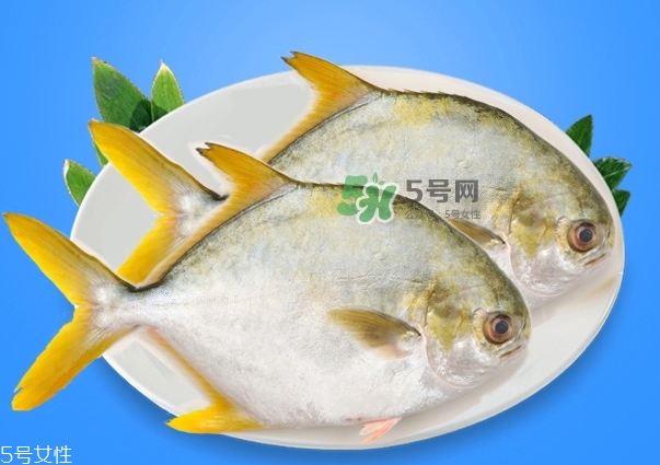 金鯧魚的營養(yǎng)價值 金鯧魚的功效作用 金鯧魚的營養(yǎng)價值 金鯧魚的功效作用