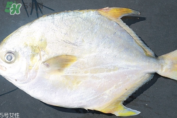 金鯧魚的營養(yǎng)價值 金鯧魚的功效作用 金鯧魚的營養(yǎng)價值 金鯧魚的功效作用