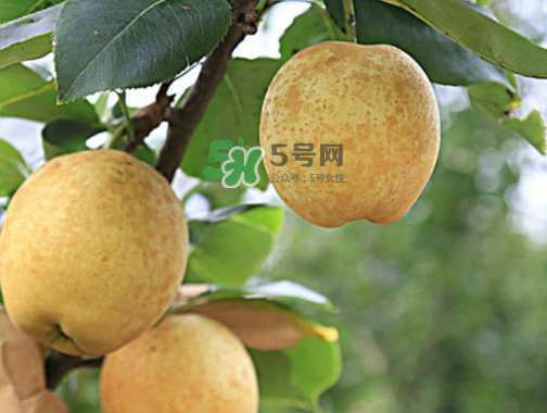 水晶梨和雪梨的功效一樣嗎？水晶梨是雪梨嗎？