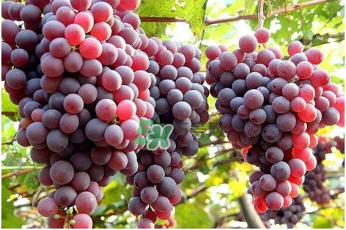 心形葡萄什么品種？心形葡萄怎么種？