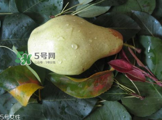 巴梨的營養(yǎng)價值 巴梨的功效和作用 巴梨的營養(yǎng)價值 巴梨的功效和作用