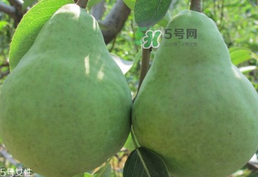 巴梨怎么吃？巴梨是熱性還是涼性的？