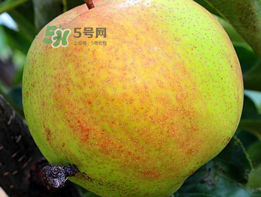 蘋果梨是轉(zhuǎn)基因還是變基因？蘋果梨的功效與作用