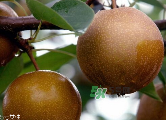 沙梨孕婦可以吃嗎？沙梨的功效與作用