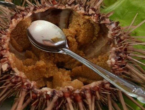 嬰兒能不能吃海膽？寶寶多大能吃海膽