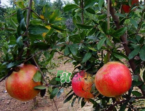 河陰石榴什么時候成熟？河陰石榴多少錢一斤？