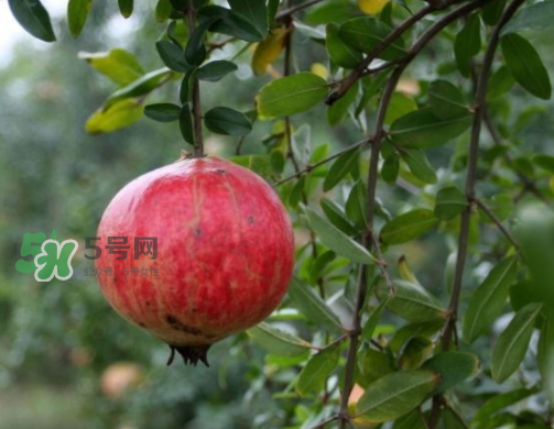 河陰石榴什么時候成熟？河陰石榴多少錢一斤？