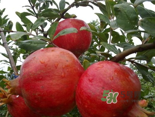 河陰石榴什么時候成熟？河陰石榴多少錢一斤？