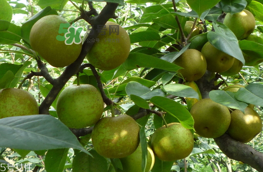 沙梨怎么做才好吃？沙梨的熱量