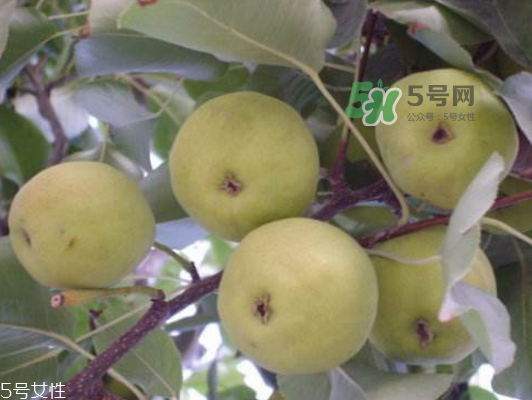 沙梨怎么做才好吃？沙梨的熱量