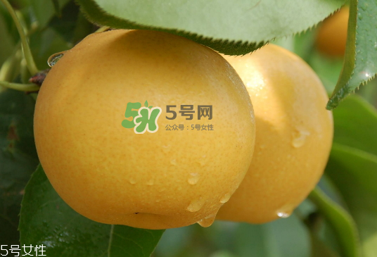 圓黃梨好吃嗎？圓黃梨的功效與作用