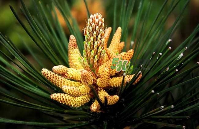 松花粉孕婦可以吃嗎？孕婦吃松花粉有什么好處？