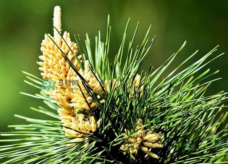 松花粉能治腎炎嗎？腎炎吃哪些食物好？