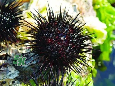 孕婦可以吃海膽嗎？孕婦能吃海膽嗎