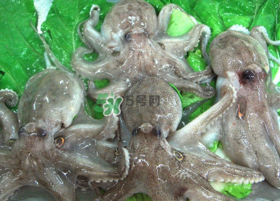 章魚會咬人嗎？章魚會吃人嗎