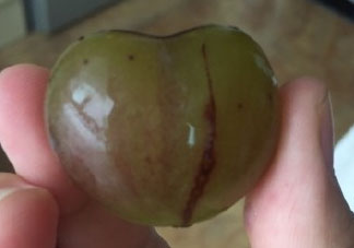 心形葡萄能吃嗎？心形葡萄和普通葡萄的區(qū)別