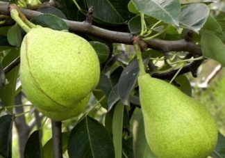 巴梨的營(yíng)養(yǎng)價(jià)值 巴梨的功效和作用