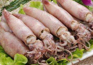 海兔子是什么？海兔子是墨魚嗎