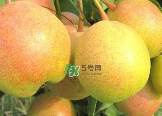 蘋果梨是轉(zhuǎn)基因還是變基因？蘋果梨的功效與作用