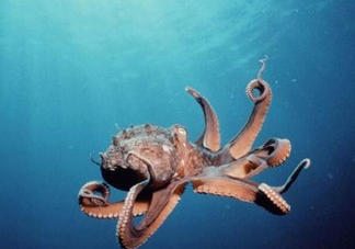 章魚是墨魚嗎？章魚有哪些特性