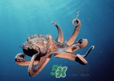章魚是墨魚嗎？章魚有哪些特性