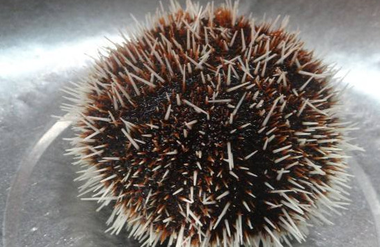 嬰兒能不能吃海膽？寶寶多大能吃海膽