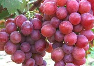 心形葡萄什么品種？心形葡萄怎么種？