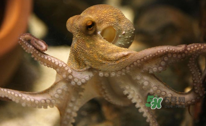 章魚會咬人嗎？章魚會吃人嗎