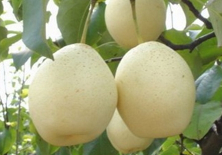 水晶梨和雪梨的功效一樣嗎？水晶梨是雪梨嗎？