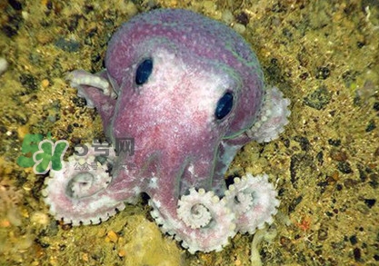 章魚是墨魚嗎？章魚有哪些特性