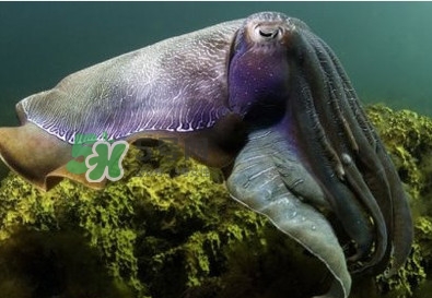 章魚是墨魚嗎？章魚有哪些特性